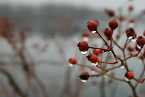 Wet red berries Foto stock