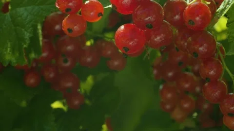 Wet red currant berries Stock Footage 135886103