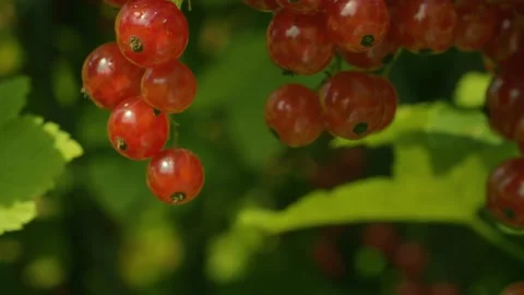 Wet red currant berries Stock Footage 135886589