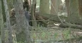 Wet red deer running away in mixed oak- and beech-forest 4k or 4k+ Resolution
