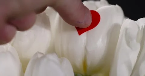 Wet red heart-shaped sticker on wet beautiful fresh tulips in the spring season, Stock Footage 323777776