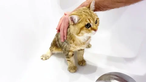 Wet red kitten take a bath. Stock Footage 167965328
