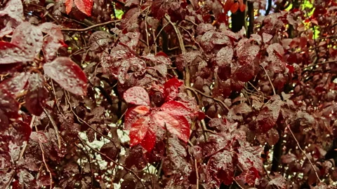 Wet red leaves on branches Stock Footage 279504917