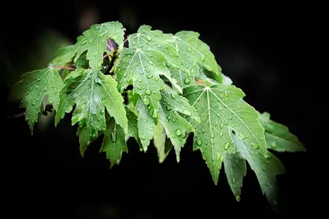 Wet red maple c Stock Photos