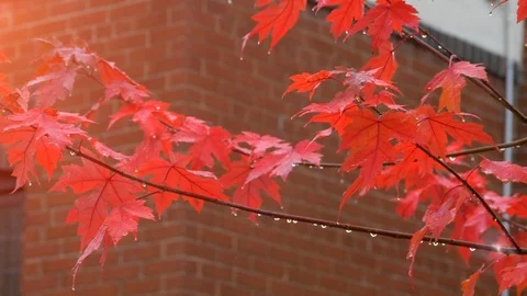 Wet Red Maple Leaf Background Colourful Foliage Raindrops Stock Footage 88454209