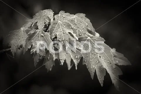 Wet red maple Stock Photos