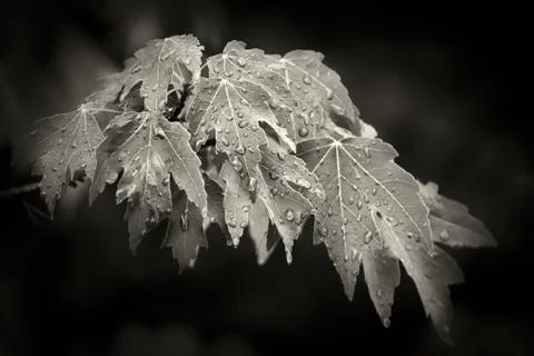 Wet red maple Stock Photos