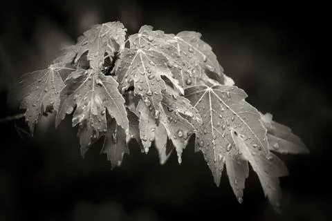 Wet red maple Stock Photos
