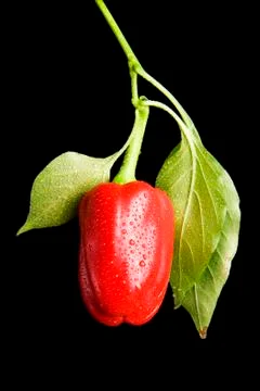 Wet red pepper on black background Stock Photos