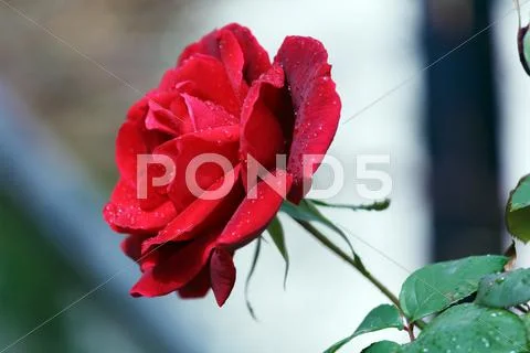 Wet red rose with drops Stock Photos