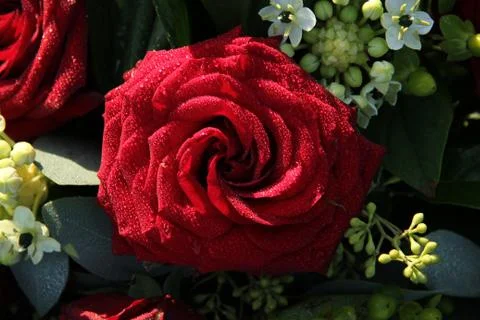 Wet red rose Stock Photos
