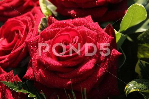 Wet red rose Stock Photos