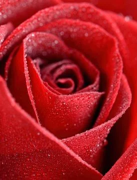 Wet red rose Stock Photos
