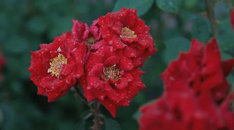 Wet red roses Stock Footage 36020113