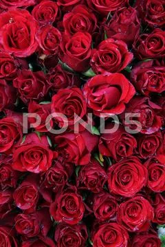 Wet red roses Stock Photos