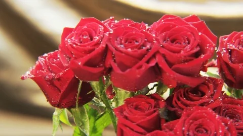 Wet Red Roses Rotating Stock Footage 69901491