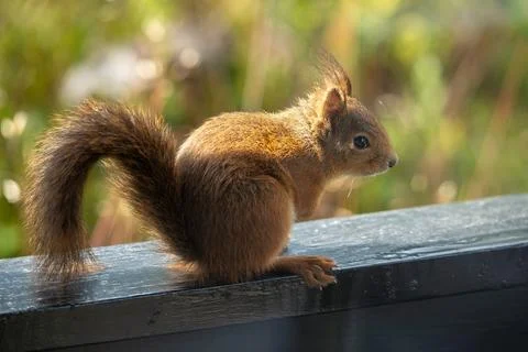 Wet red squirrel sitting in side profile, backlit bokeh Stock Photos
