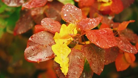 Wet red tree leaves, shiny raindrops, Bright l colors autumn nature foliage 4k Stock Footage 234594653