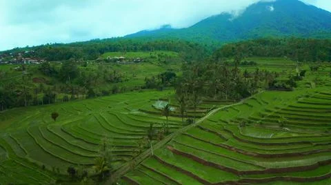 Wet rice fields Stock Photos