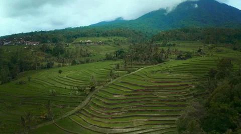 Wet rice fields Foto stock