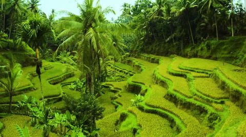 Wet rice fields Foto stock
