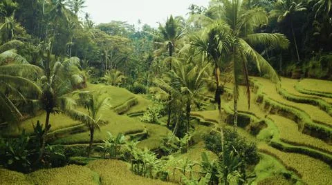 Wet rice fields Foto stock