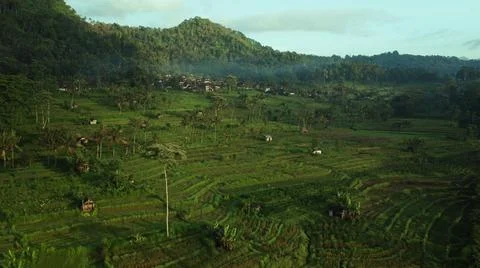 Wet rice fields Stock Photos