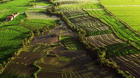 Wet rice fields Stock Photos