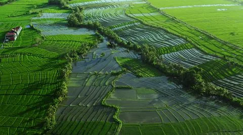 Wet rice fields Stock Photos