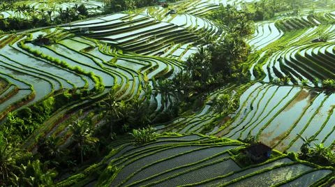 Wet rice fields Stock Photos