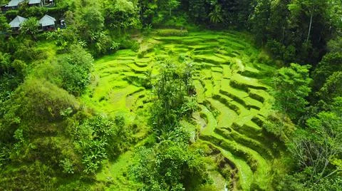 Wet rice fields Stock Photos