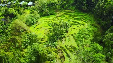 Wet rice fields Stock-Fotos