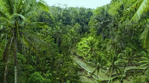 Wet rice fields Stock Photos
