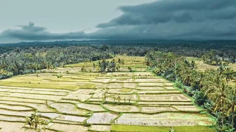 Wet rice fields Stock Photos