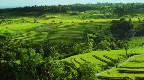 Wet rice fields Stock Photos