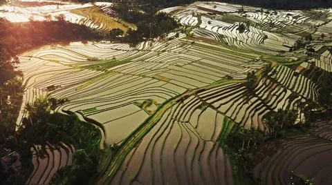 Wet rice fields Stock Photos