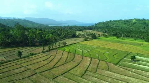 Wet rice fields Stock Photos