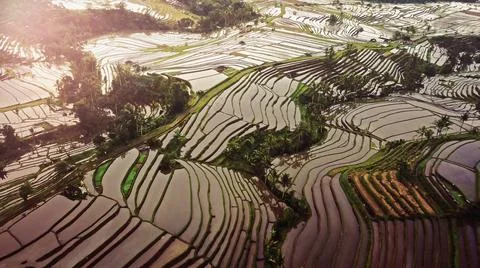 Wet rice fields Stock Photos