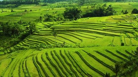 Wet rice fields Stock Photos