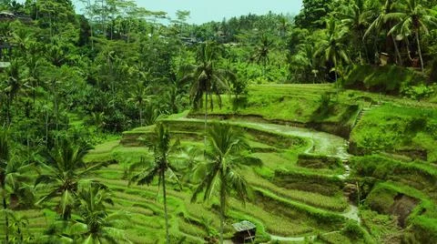 Wet rice fields Stock Photos