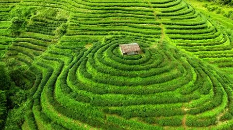 Wet rice fields Stock Photos