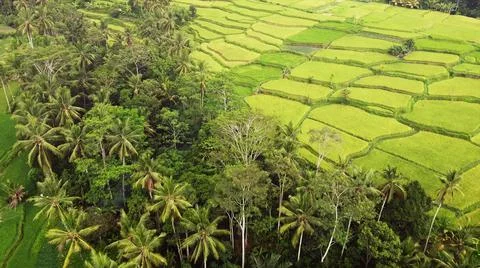 Wet rice fields Foto stock
