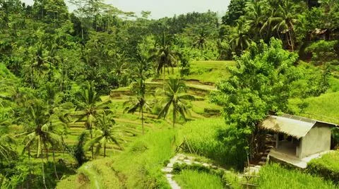 Wet rice fields Stock-Fotos
