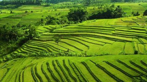 Wet rice fields Stock Photos