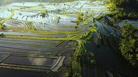 Wet rice fields Stock Photos