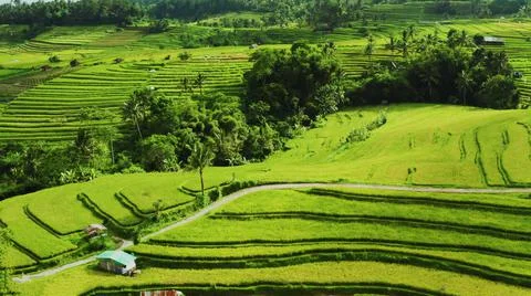 Wet rice fields Stock Photos
