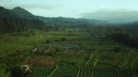 Wet rice fields Stock Photos