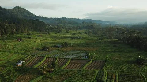 Wet rice fields Foto stock