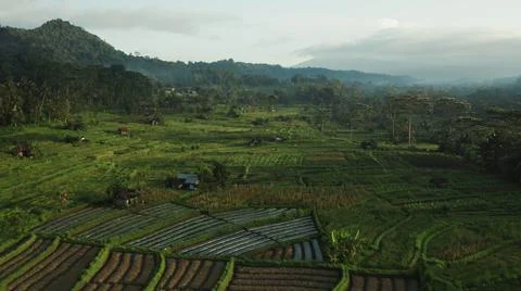 Wet rice fields Stock Photos