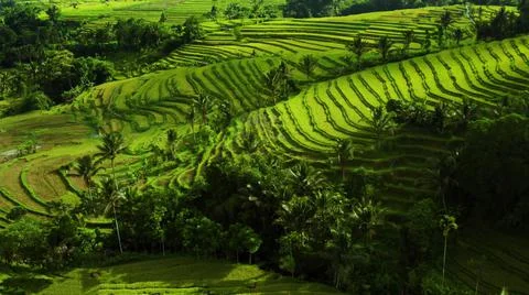 Wet rice fields Stock Photos